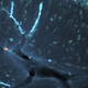Illustration for article titled Rudolph the Red-Nosed Reindeer Found in a Brain Scan